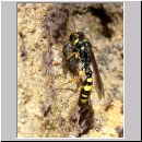 Mellinus arvensis - Kotwespe w24 mit Fliege.jpg